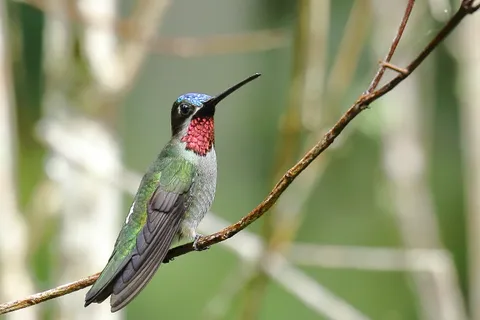 Long-billed Starthroat