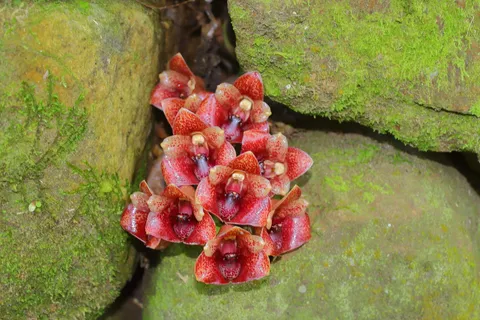 Lycomormium squalidum