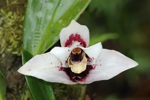 Maxillaria sanderiana
