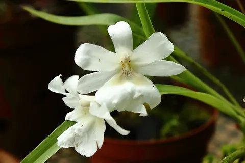 Miltoniopsis roezlii
