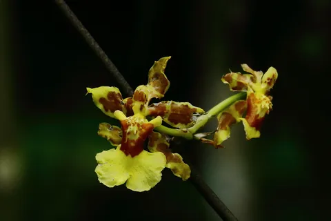 Oncidium baueri