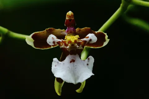 Oncidium ochmatochilum
