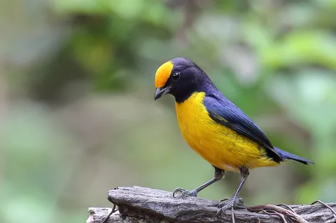 Orange-bellied Euphonia