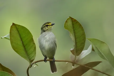 Peruvian Tyrannulet