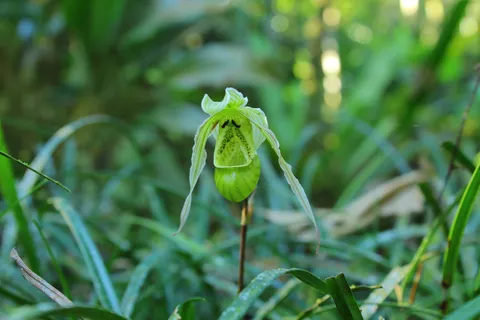 Phragmipedium pearcei