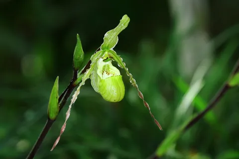 Phragmipedium richteri