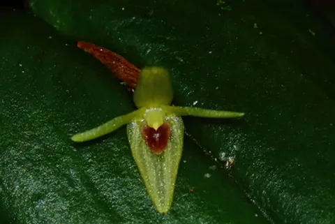 Pleurothallis phyllocardioides