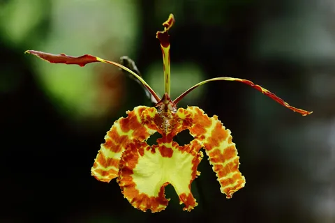 Psicopsis versteegianum