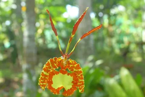 Psicosis versteegianum