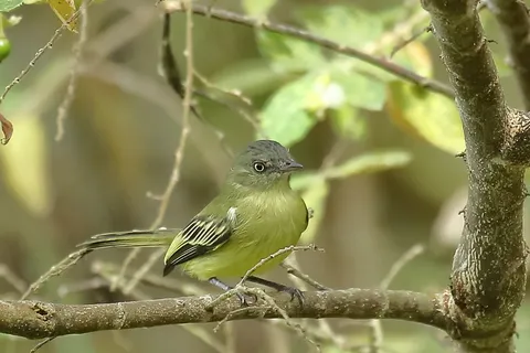 Red-billed Tyrannulet