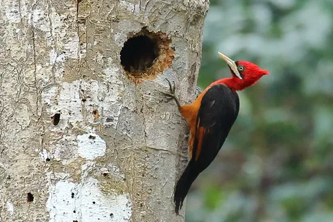 Red-necked Woodpecker