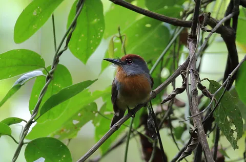 Rufous-capped Nunlet