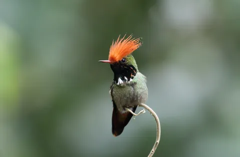 Rufous-crested Coquette