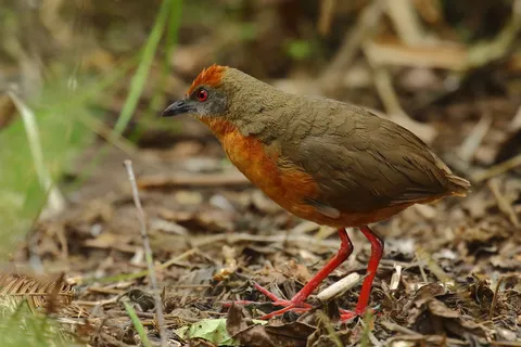 Russet-crowned Crake