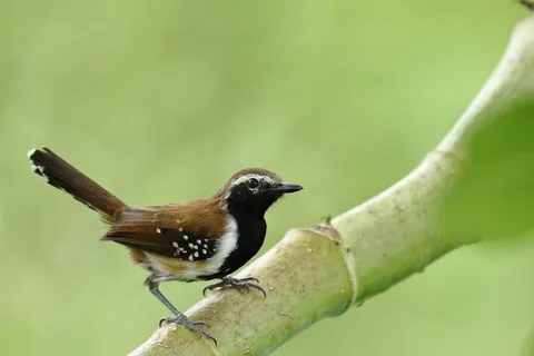 Rusty-backed Antwren