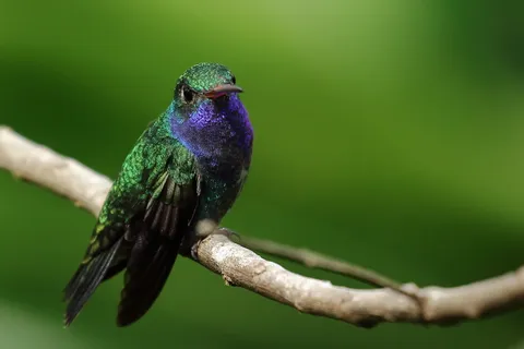 Sapphire-spangled Emerald