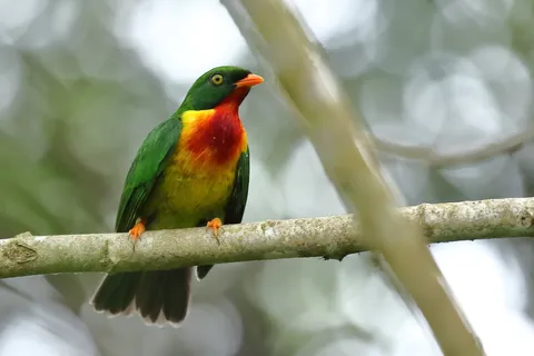 Scarlet-breasted Fruiteater
