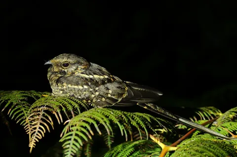 Sccisor-tailed Nigthjar