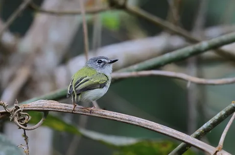 Short-tailed Pygmy-tyrant