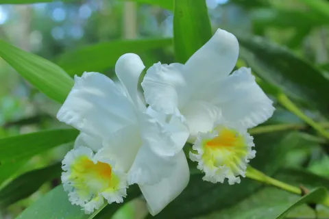 Sobralia Setigera