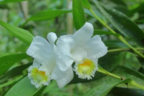 Sobralia Setigera