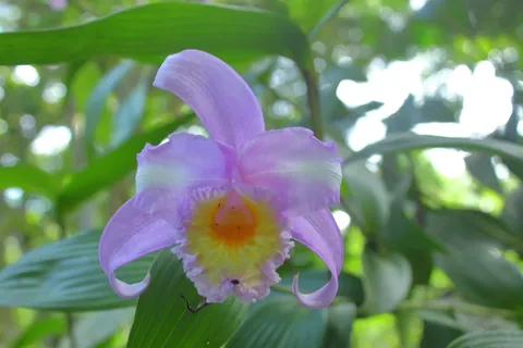 Sobralia sp