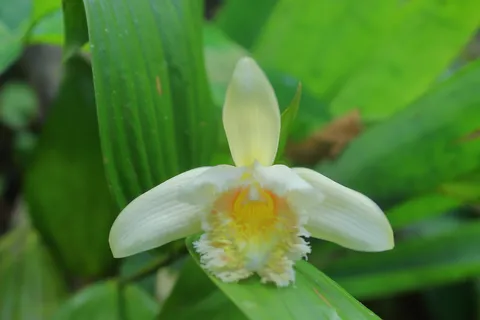 Sobralia fimbriata