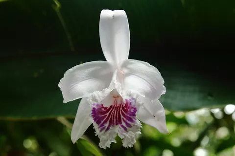 Sobralia rosea