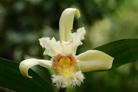 Sobralia sp