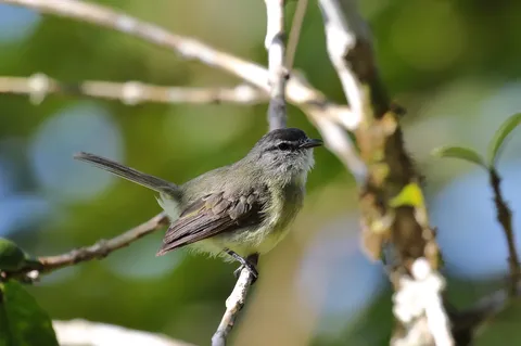 Sooty-headed Tyrannulet
