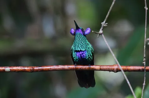 Sparkling Violetear