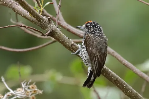 Speckle-chested Piculet