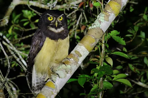 Spectacled Owl