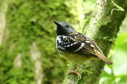 Spot-backed Antbird
