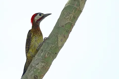 Spot-breasted Woodpecker