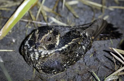 Spot-tailed Nigthjar