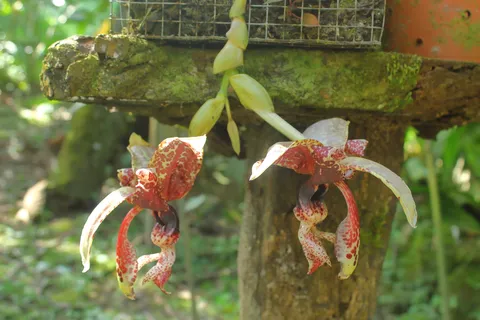 Stanhopea haseloviana