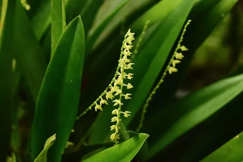 Stelis sp