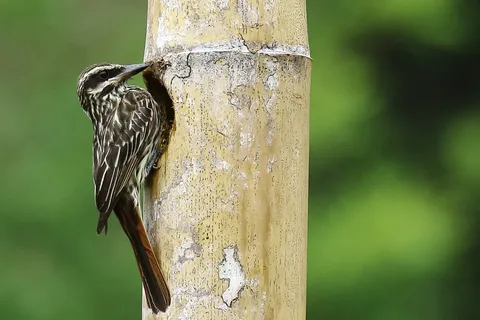Streacked Flycatcher