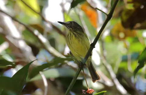 Stripe-necked Tody-Flycatcher