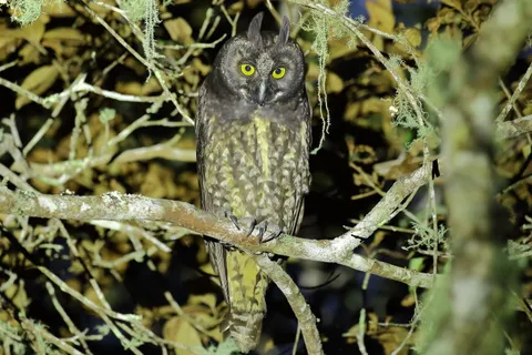 Stygian Owl
