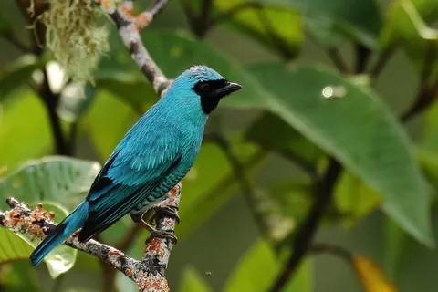 Swallow Tanager