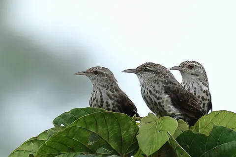 Thrush-like Wren