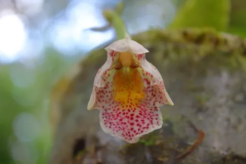 Tichocentrum pulchrum