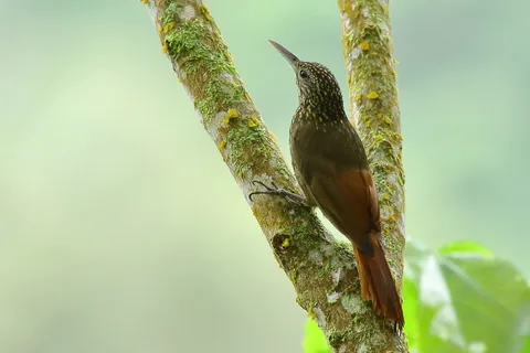 Tschudi's Woodcreeper