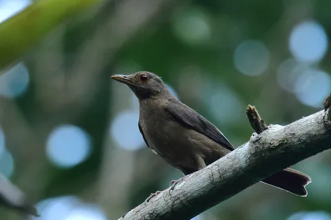 Varsea Thrush