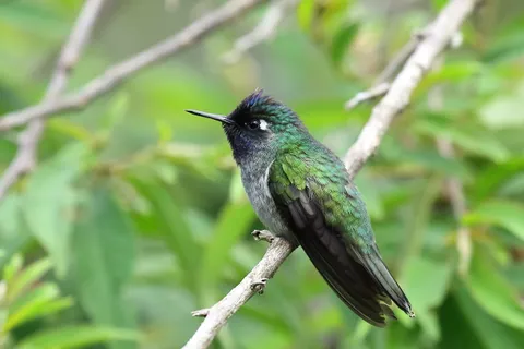 Violet-headed Hummingbird