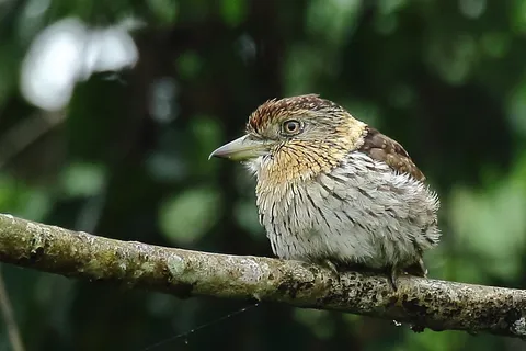 Western Striolated-Puffbird