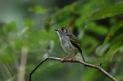 White-bellied Tody-Tyrant