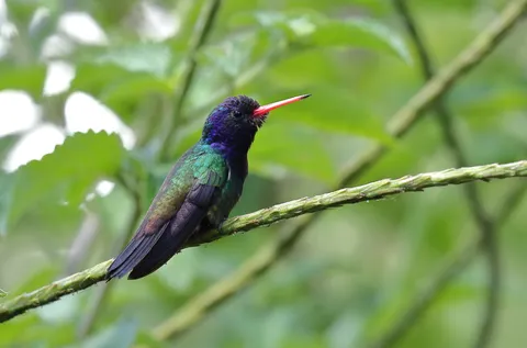 White-chinned Sapphire